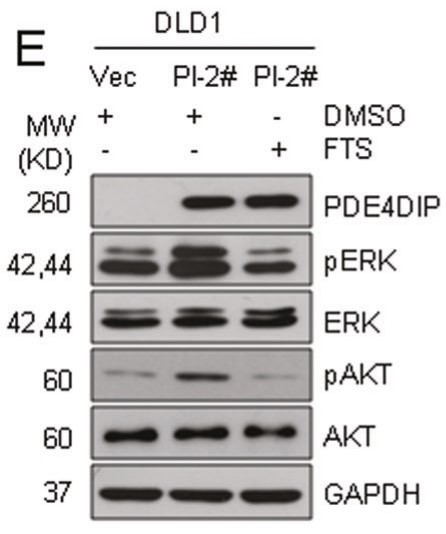 Western blot showing that the RAS inhibitor FTS (salirasib) attenuated PDE4DIP-promoted phosphorylation.jpg